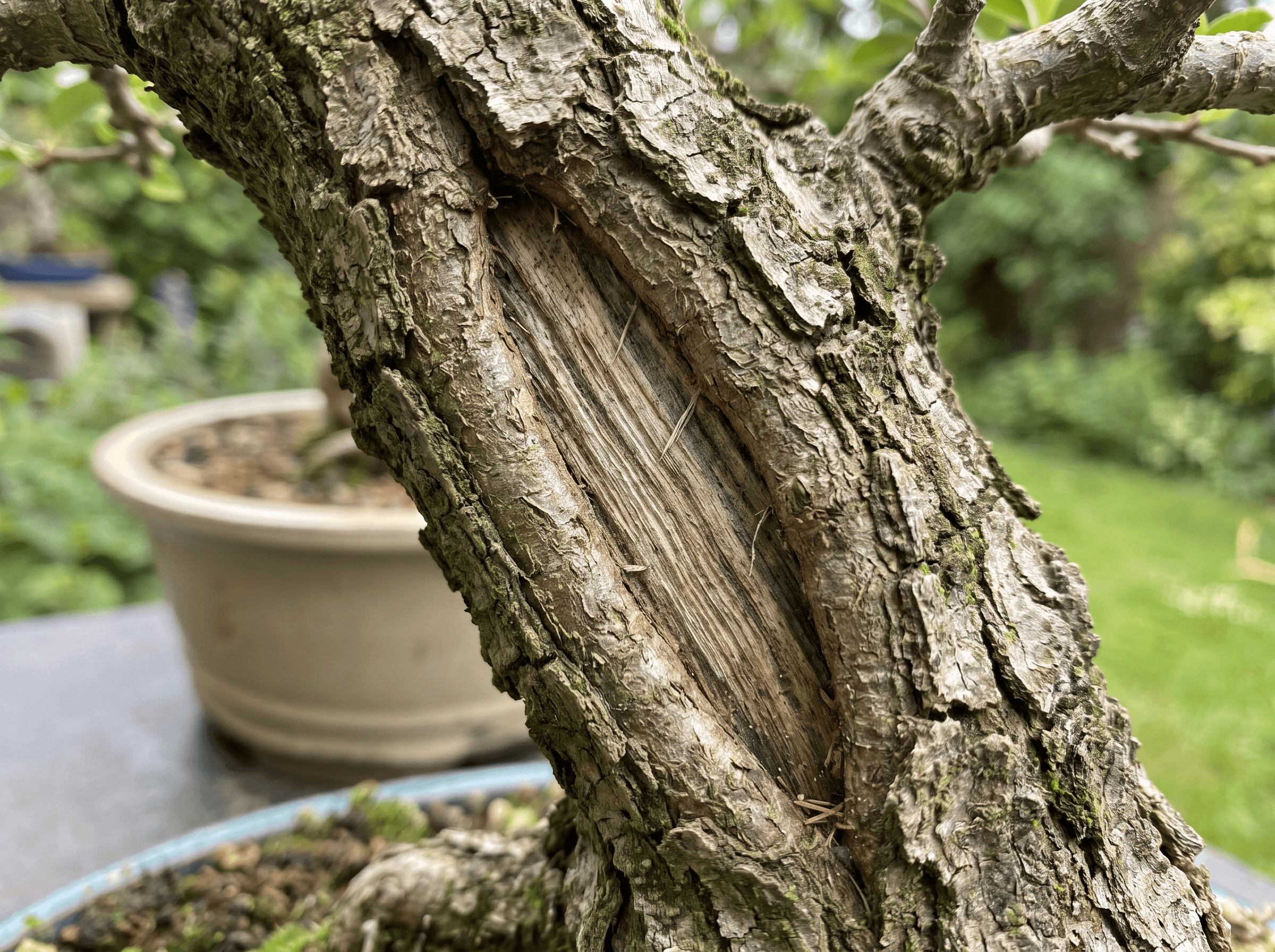 Aufgerissene oder gespaltene Rinde am Bonsai