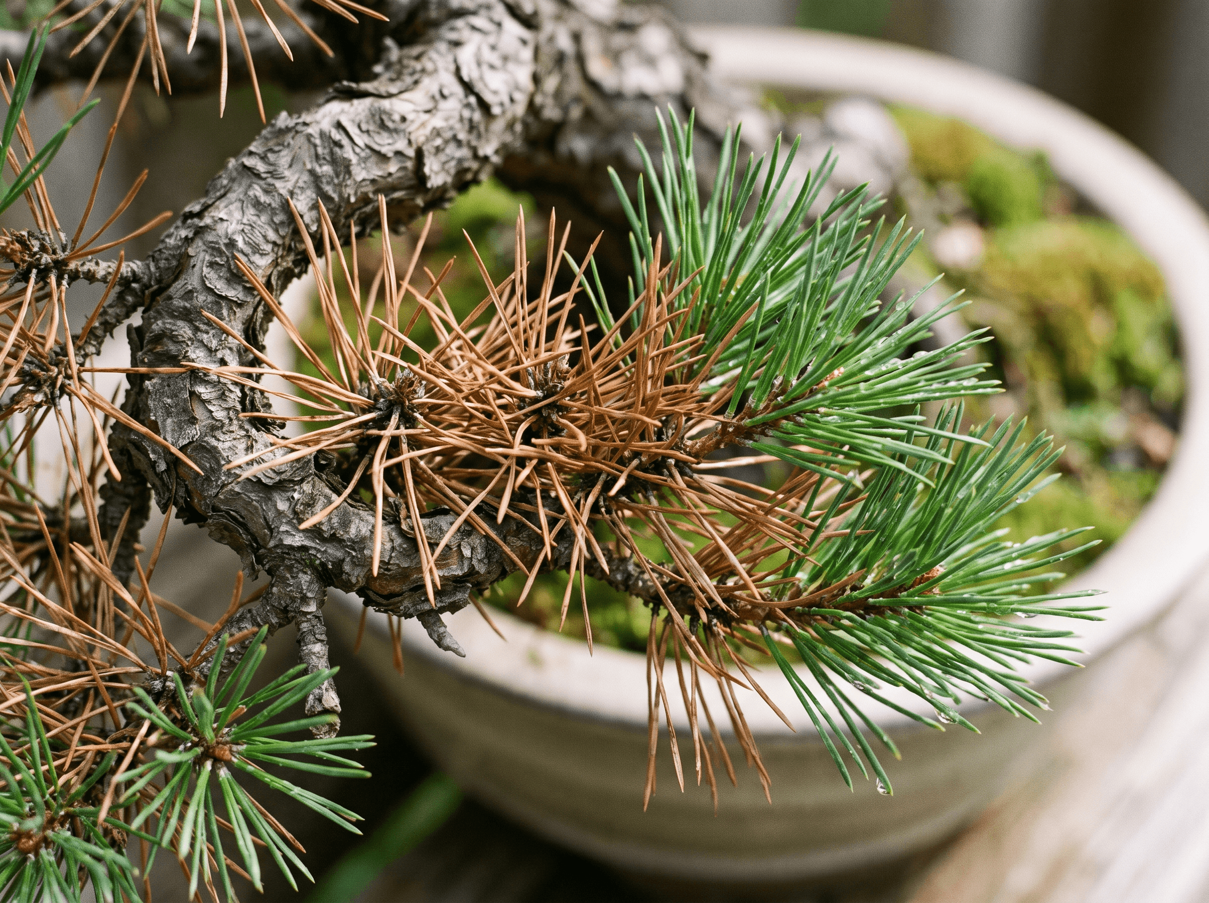 Conifer bonsai needles browning and dropping
