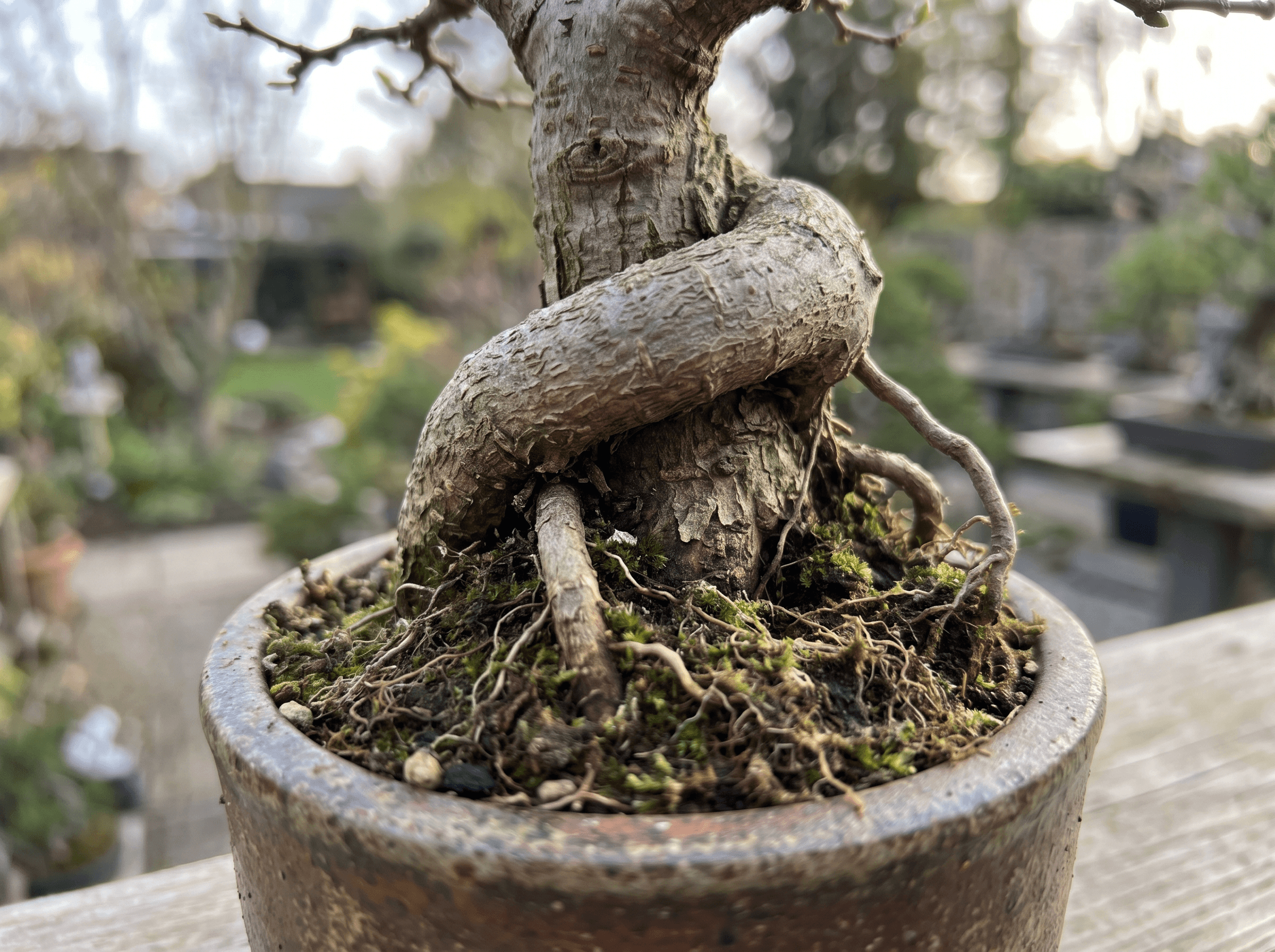 Bonsai girdling root strangling the trunk