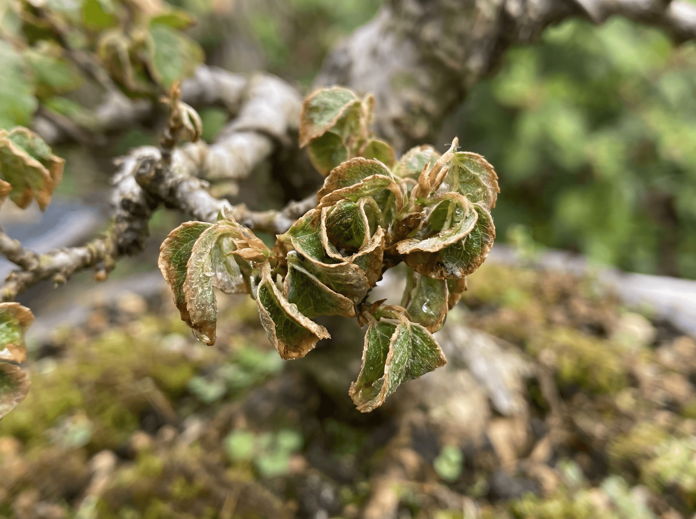 Bonsai-Blätter rollen sich plötzlich ein