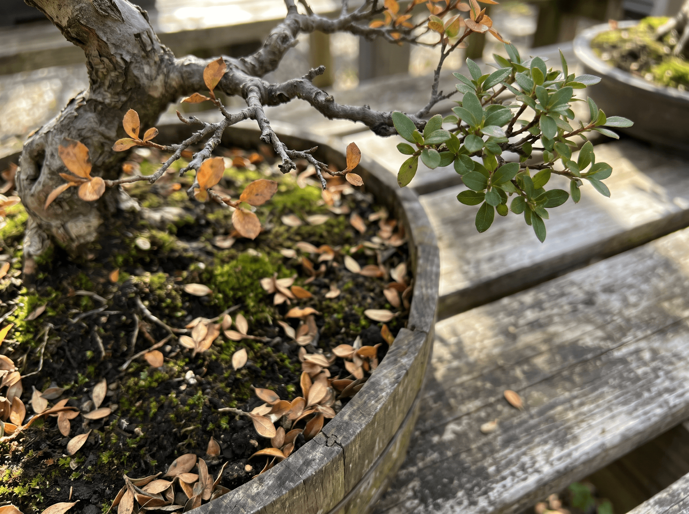 Bonsaï qui perd ses feuilles