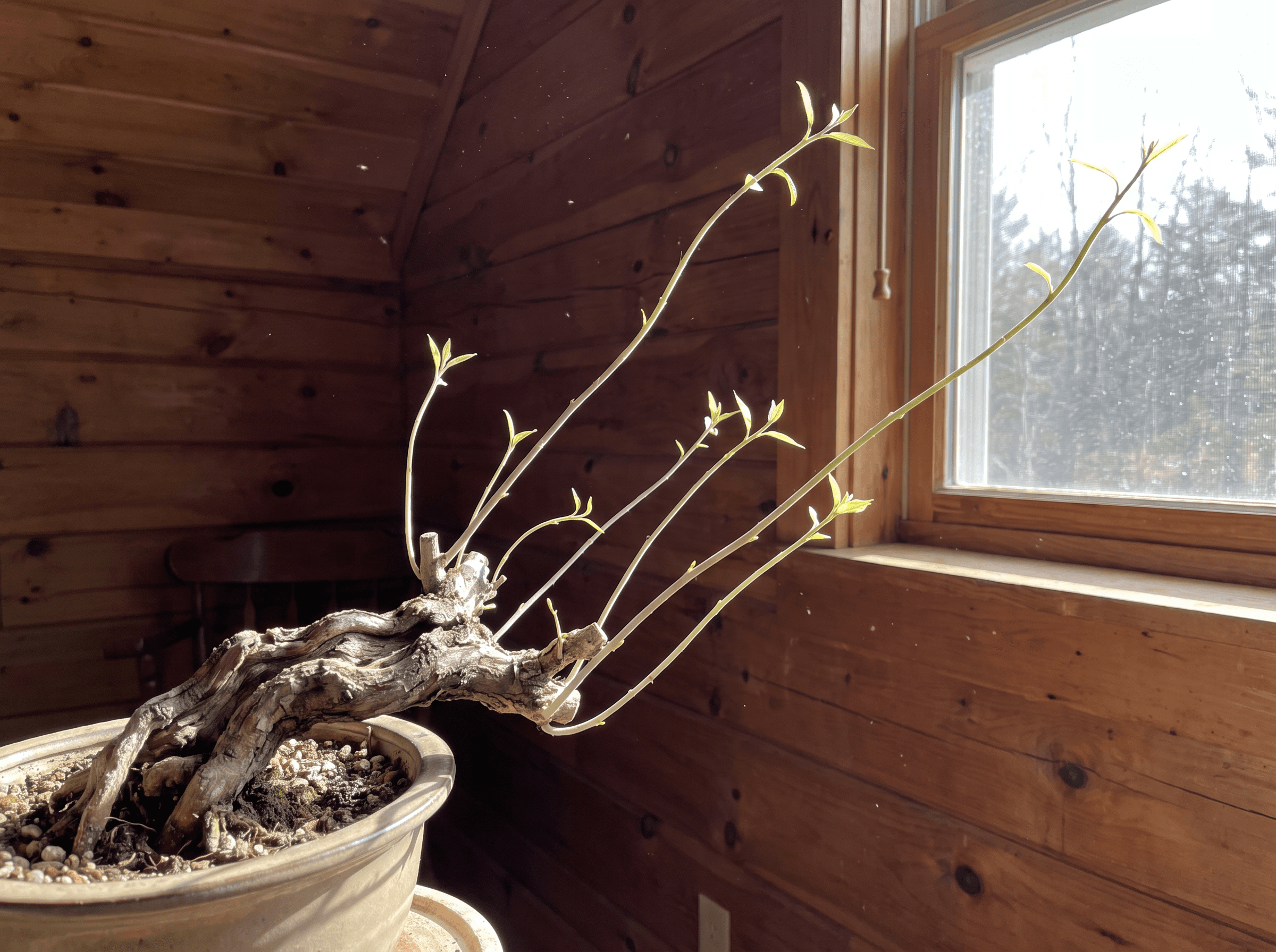 Bonsai leggy growth: weak, thin new shoots