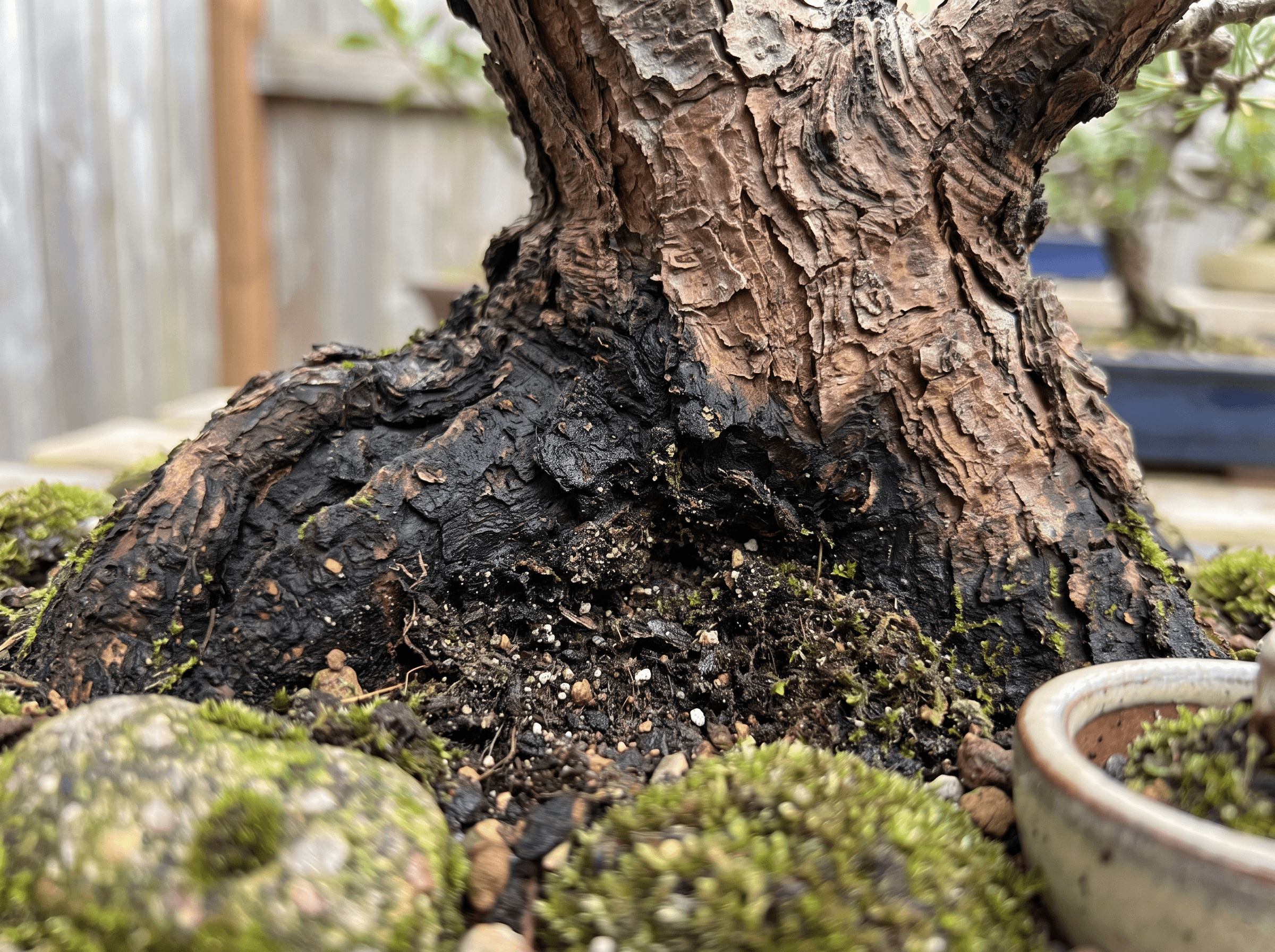 Soft or blackening trunk base