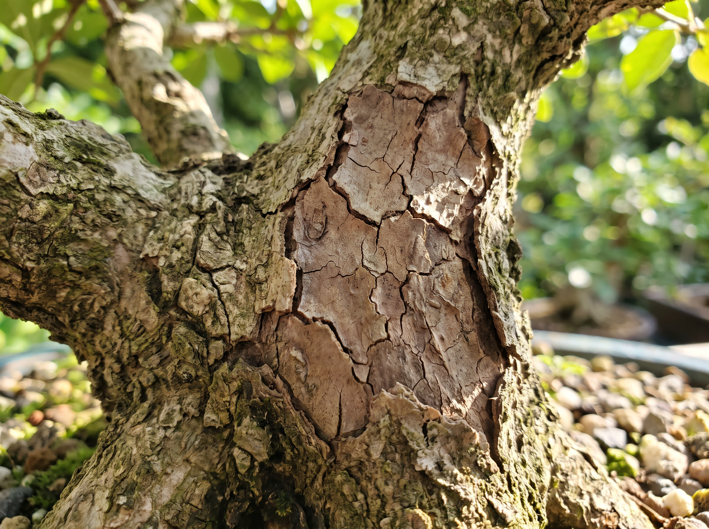Discoloured or sunken bark on a bonsai's trunk