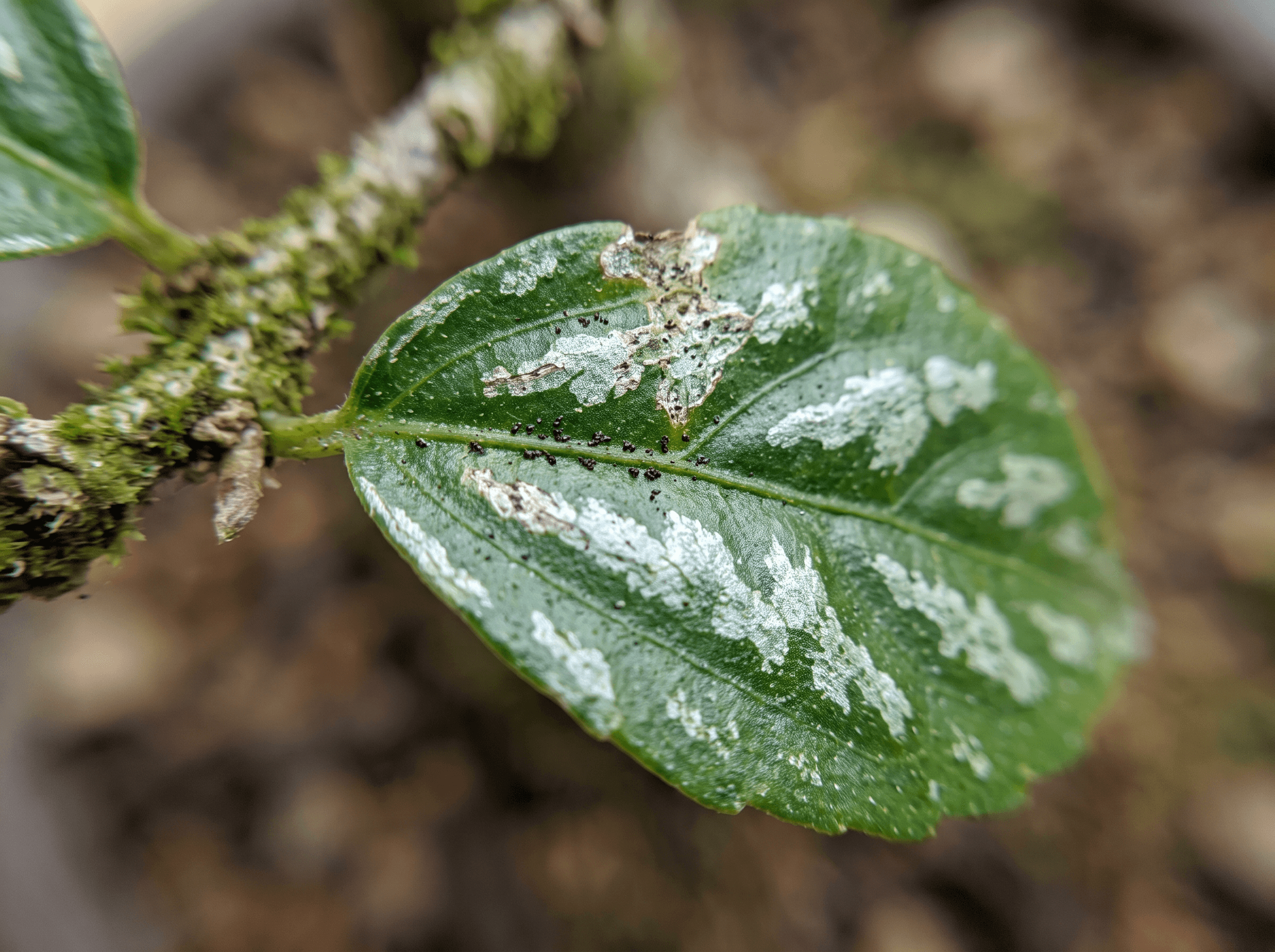 Thripse an deinem Bonsai