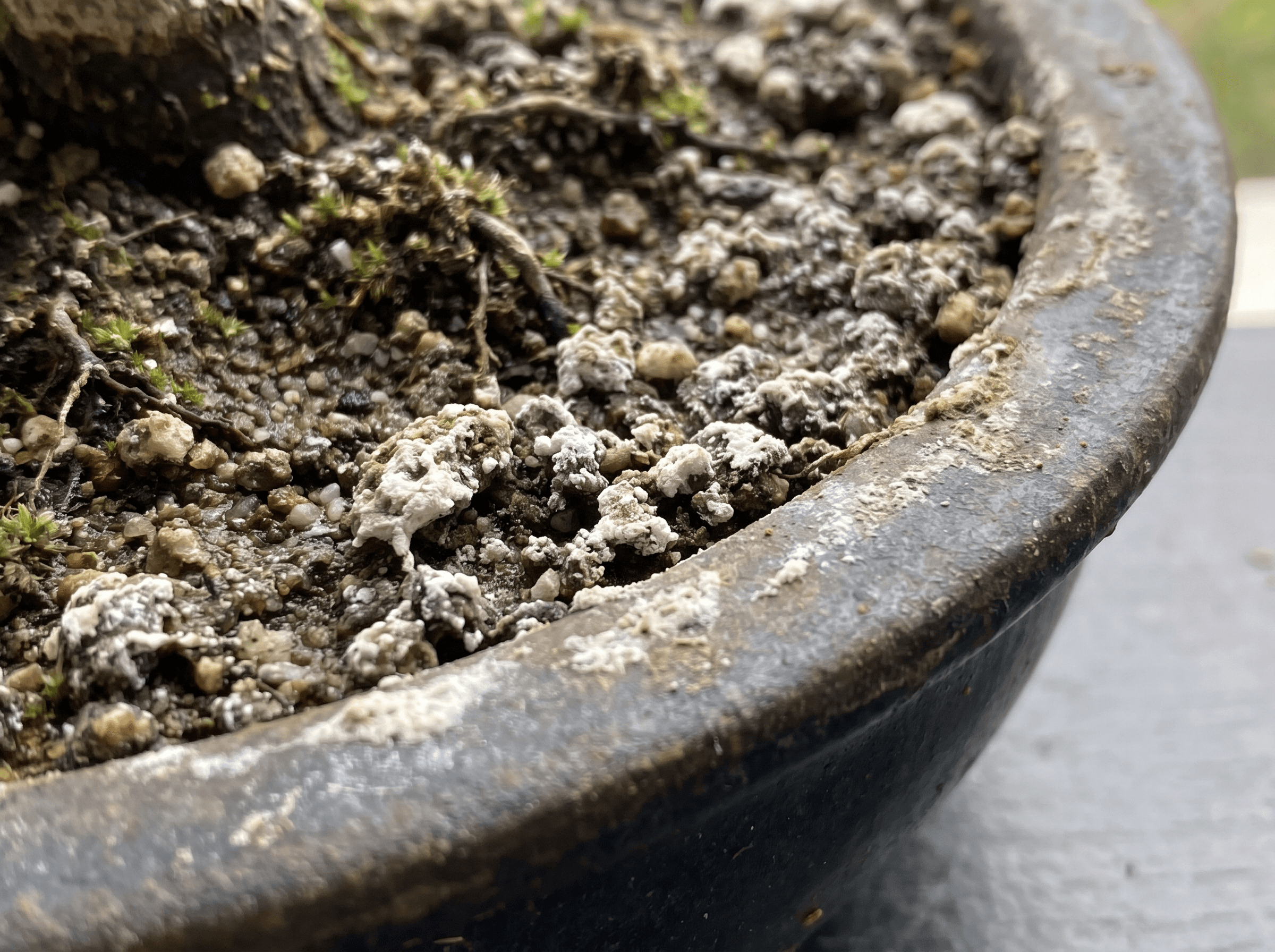 White crust on bonsai soil or the pot rim