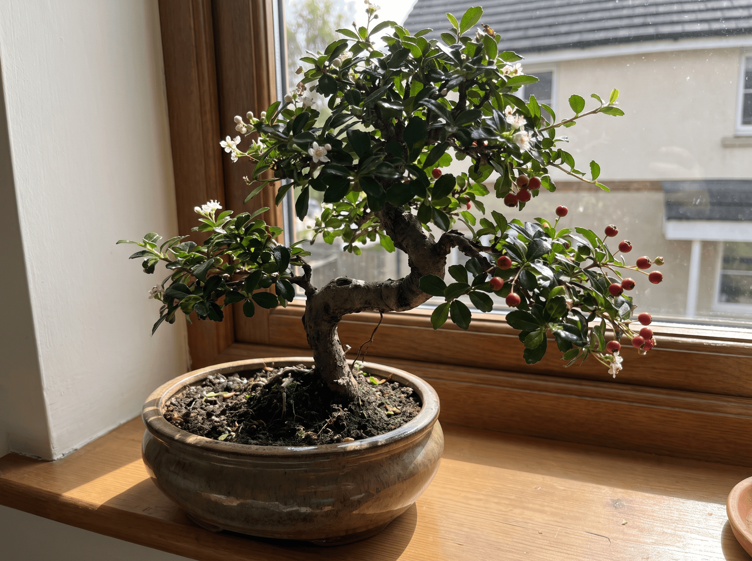Carmona Bonsai Care