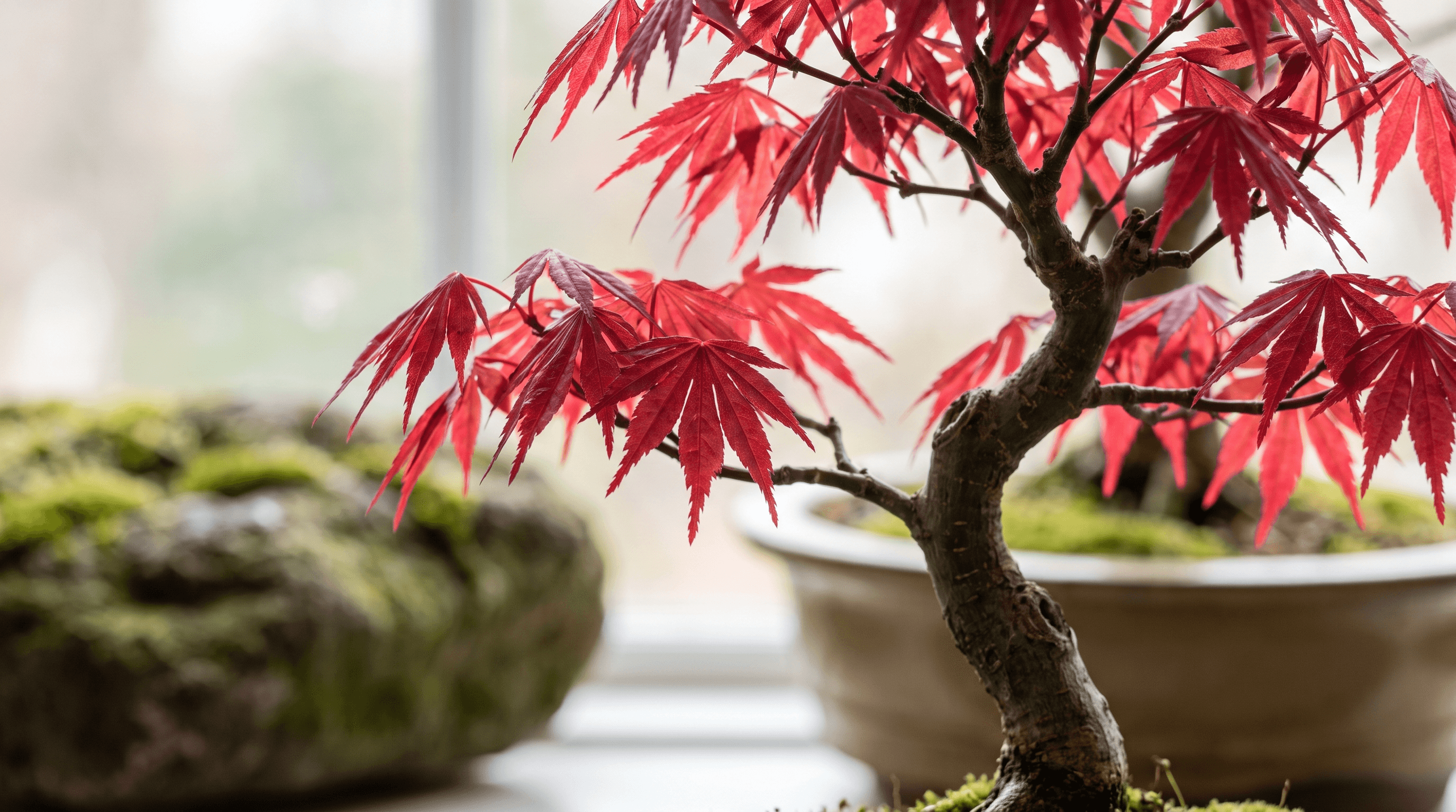 Deshojo Maple Bonsai