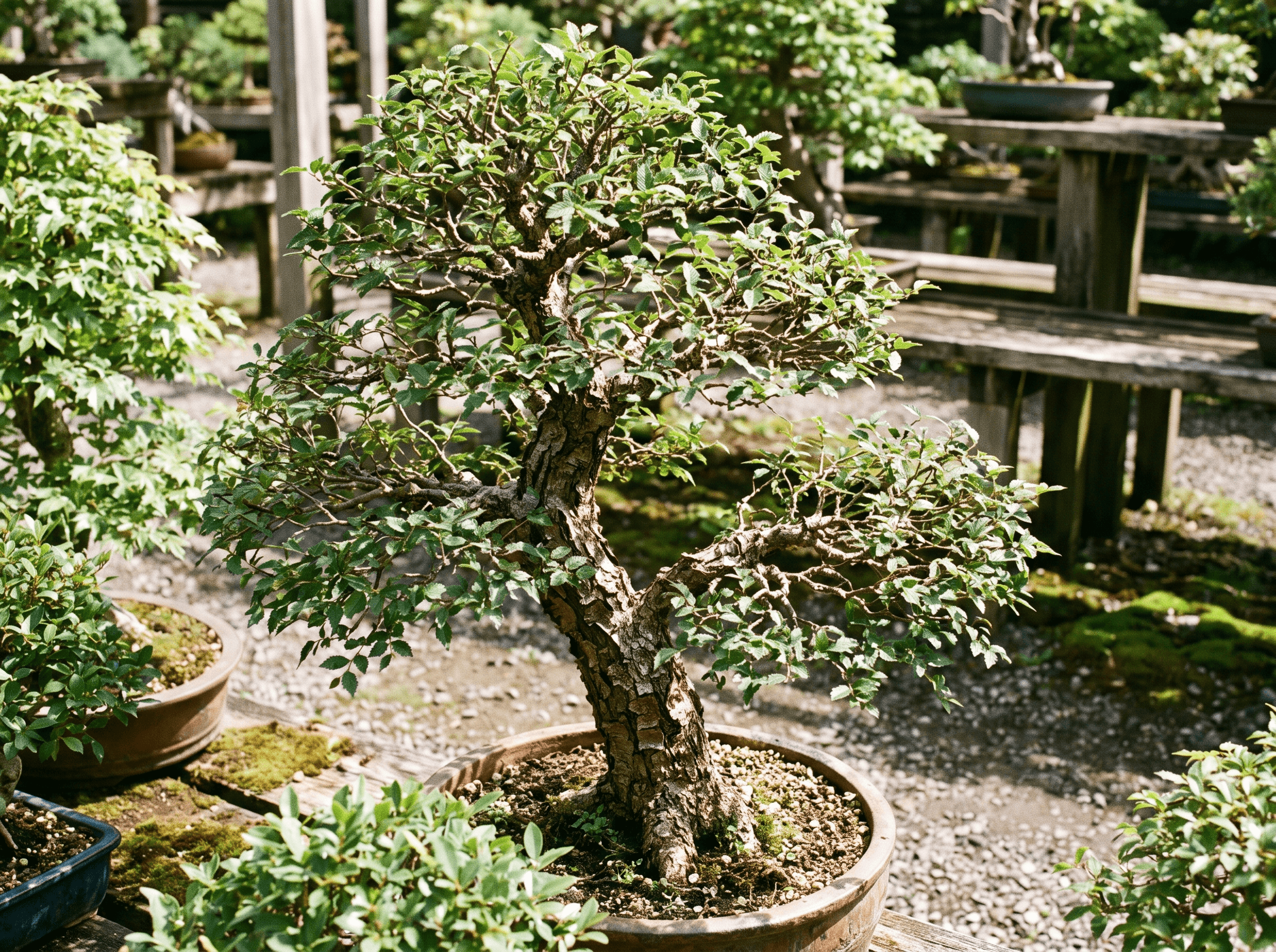 Chinese Elm Bonsai