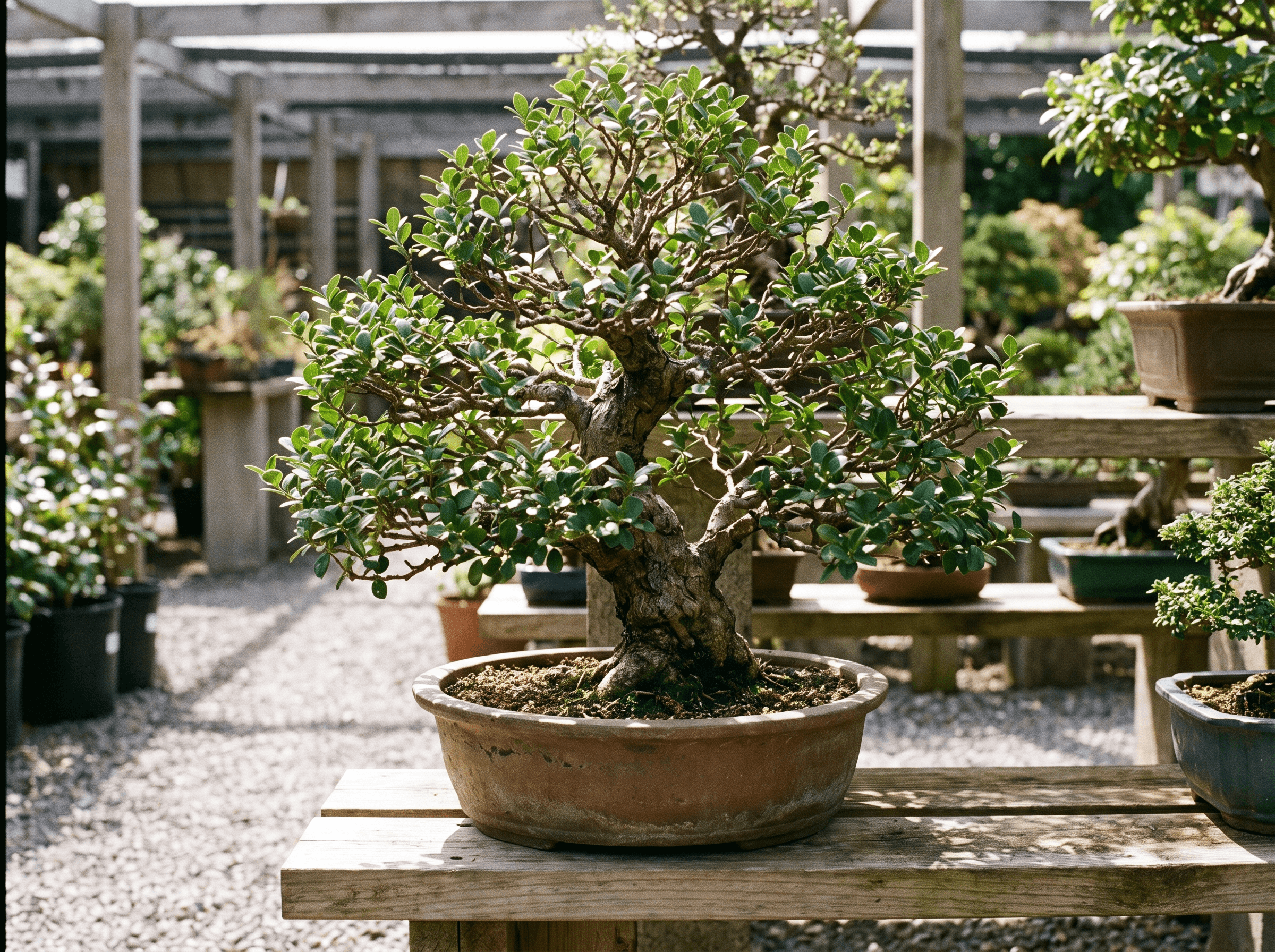 Lonicera Bonsai Care