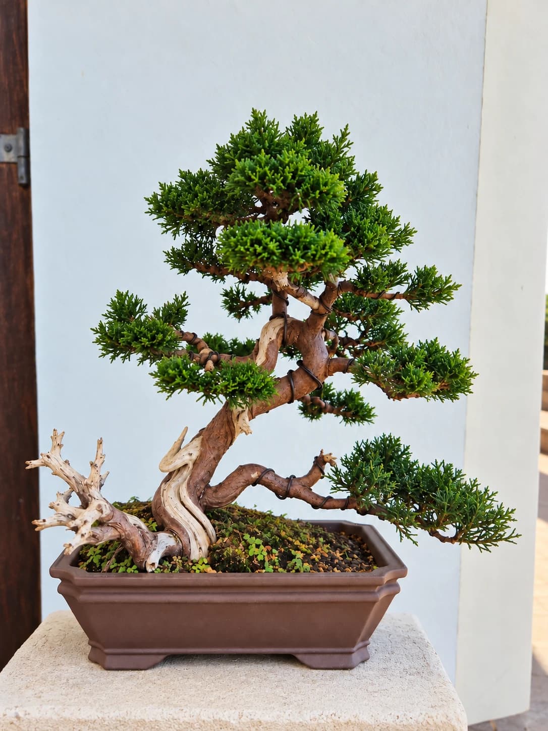 Bonsai of Juniper Itoigawa Double Trunk