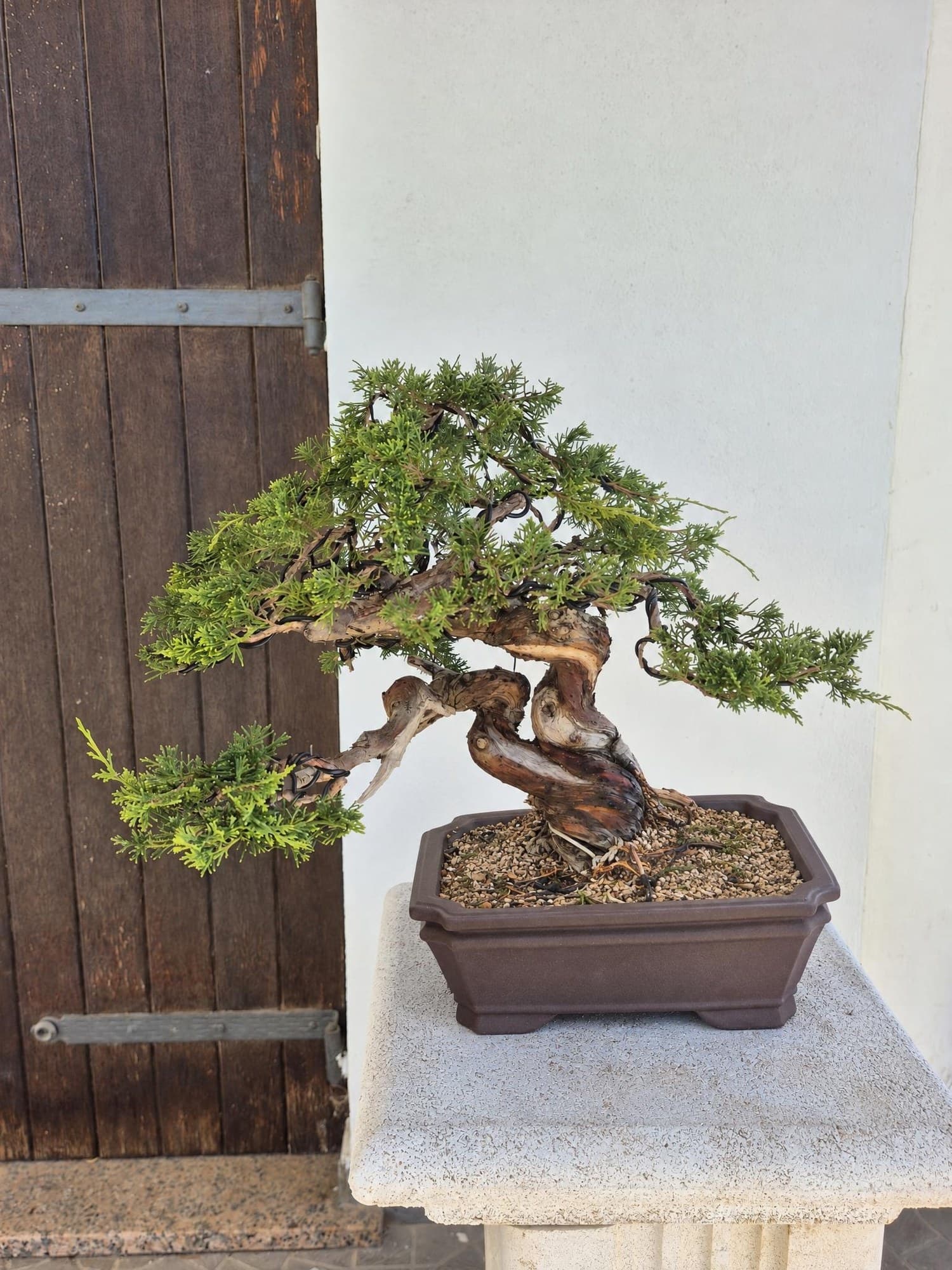 Bonsái de enebro Itoigawa Padre e Hijo