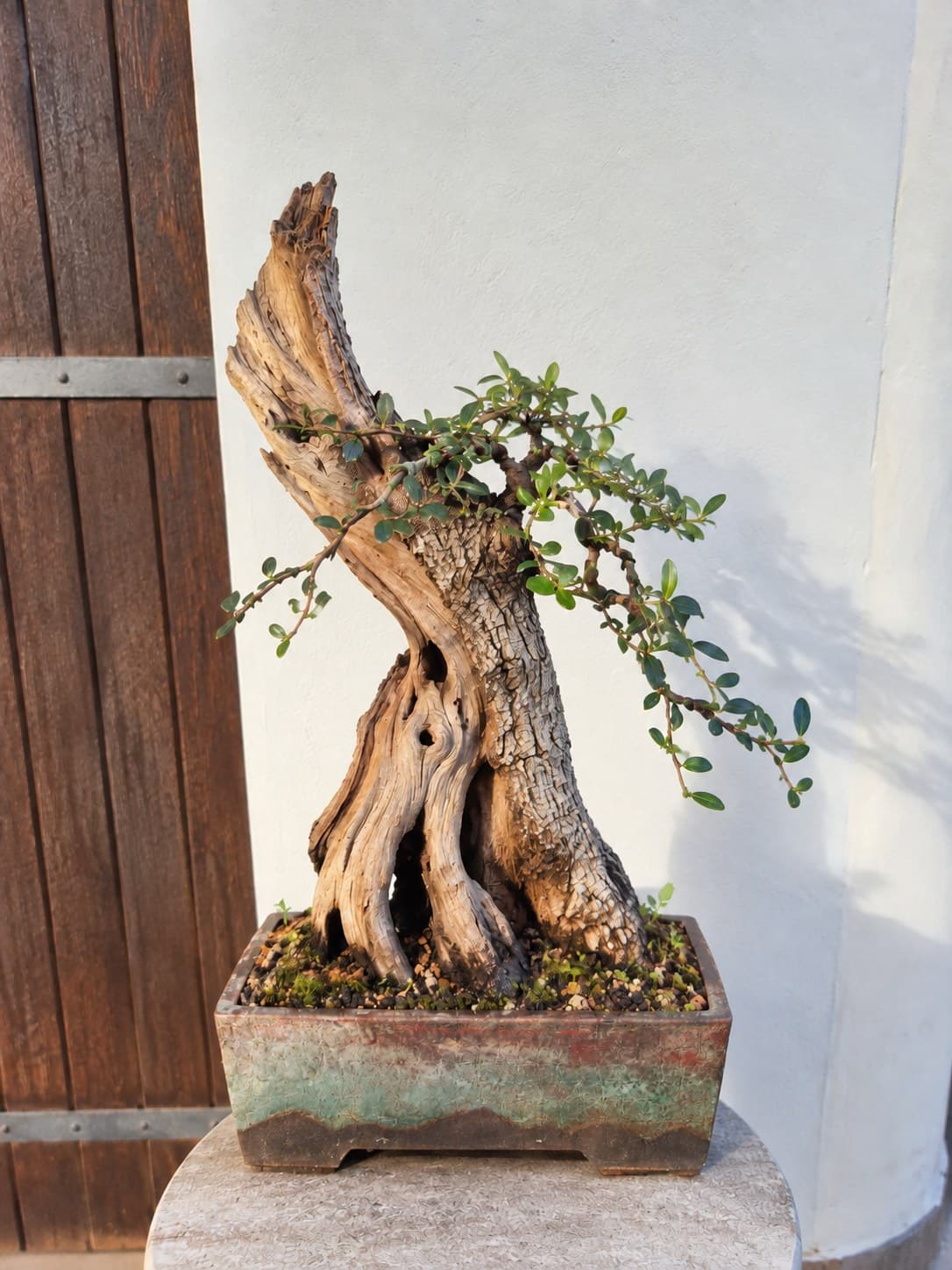 Bonsai of Olive - Riccardo 1