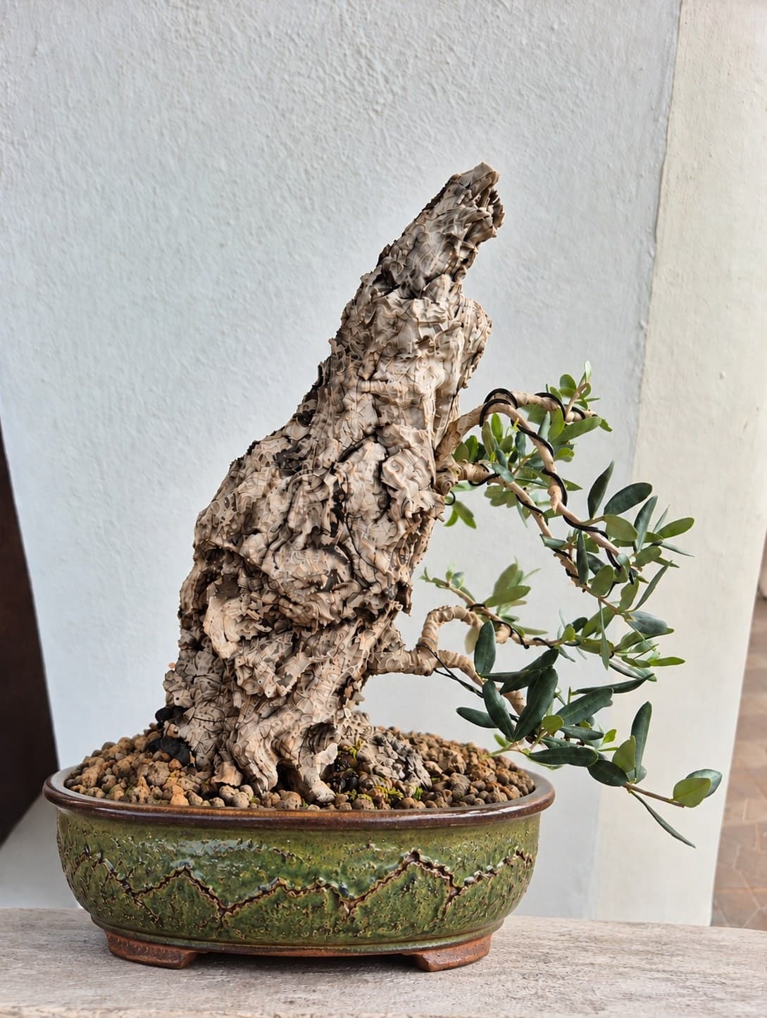 Bonsai of Olive - Riccardo 2