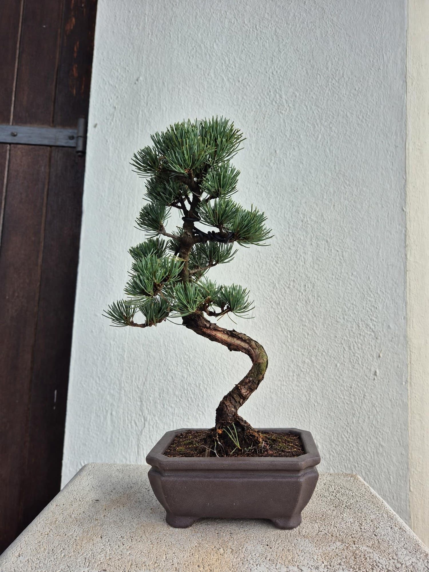 Bonsái de Pinus pentaphylla (pino blanco japonés) — 27 x 24 cm — Árbol 1