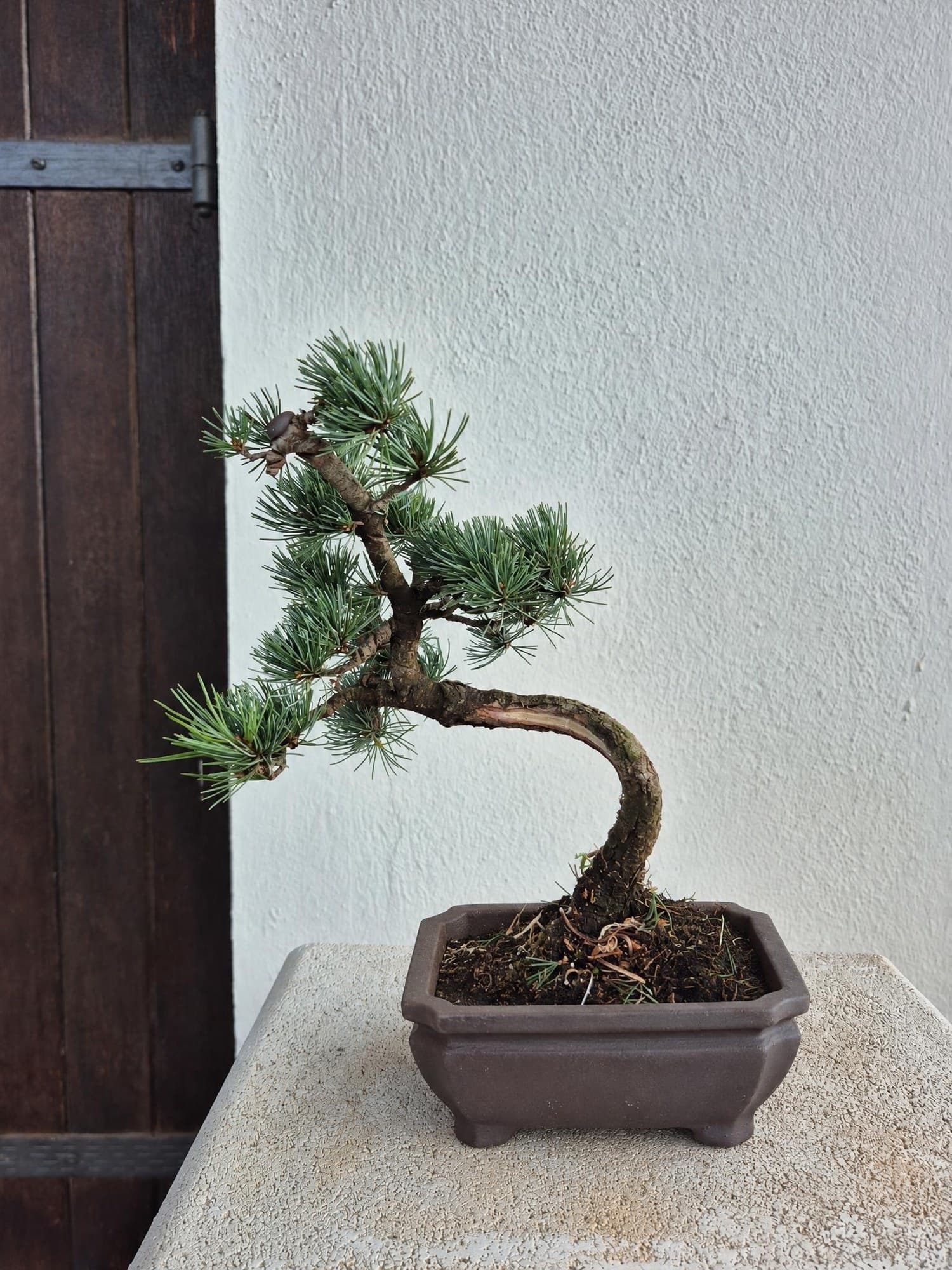 Bonsái de Pinus pentaphylla (pino blanco japonés) — 27 x 24 cm — Árbol 2
