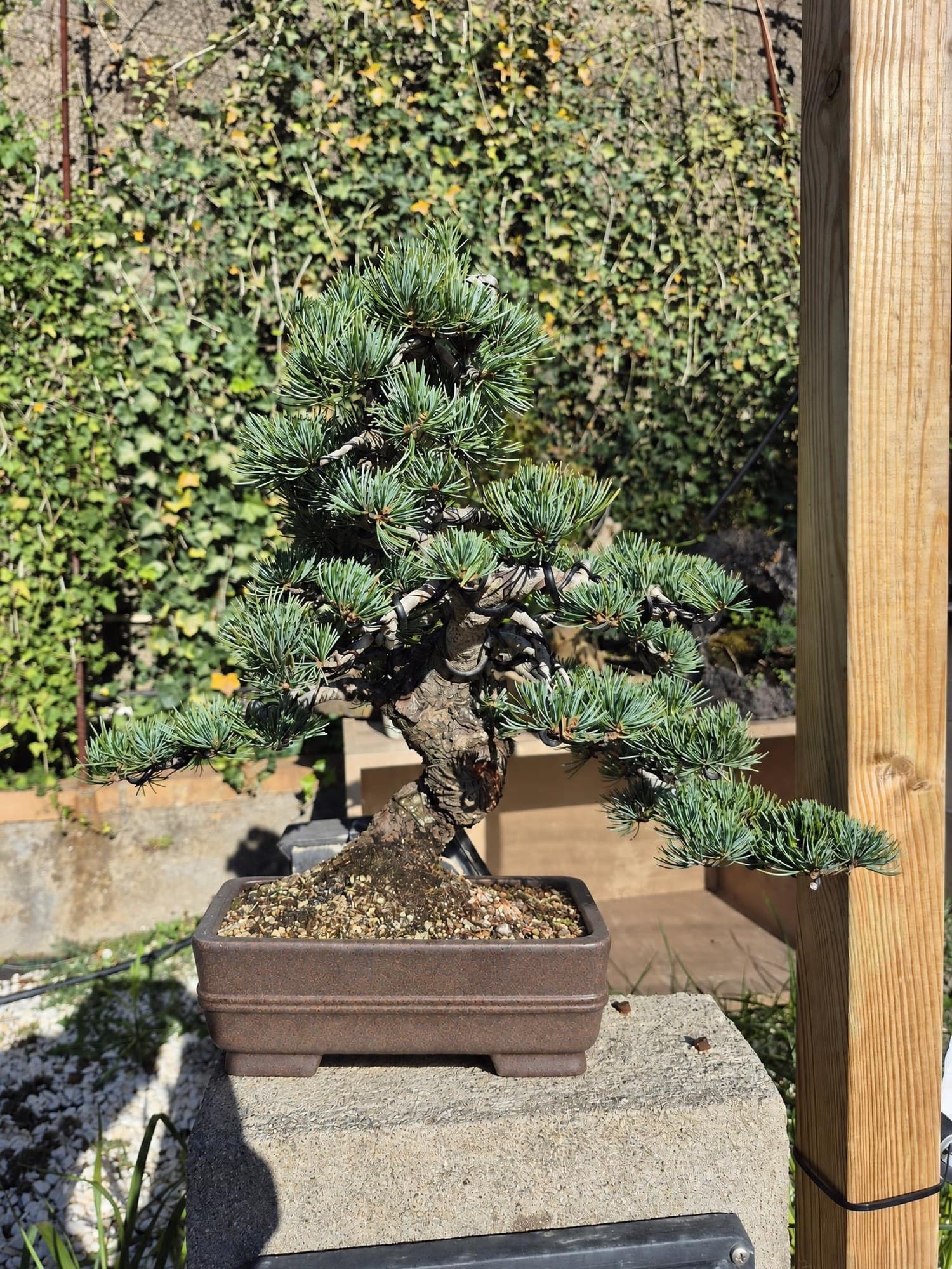 Bonsái de Pinus pentaphylla (pino blanco japonés) — 40 x 45 cm