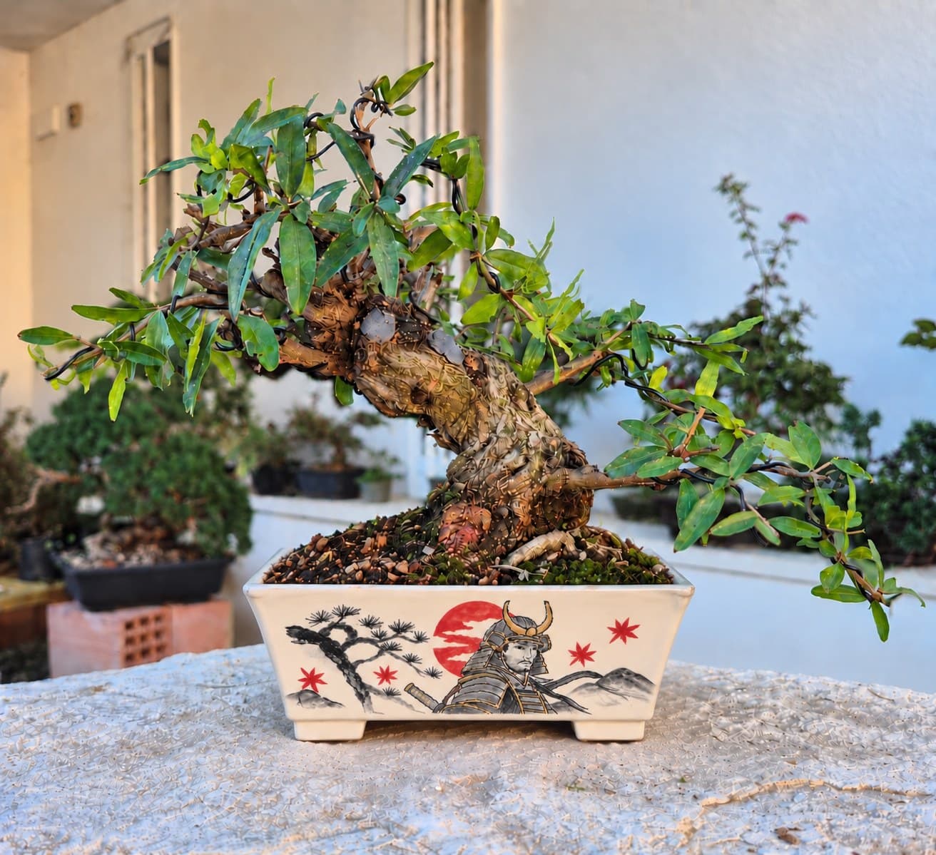 Bonsai of Pomegranate — Shohin