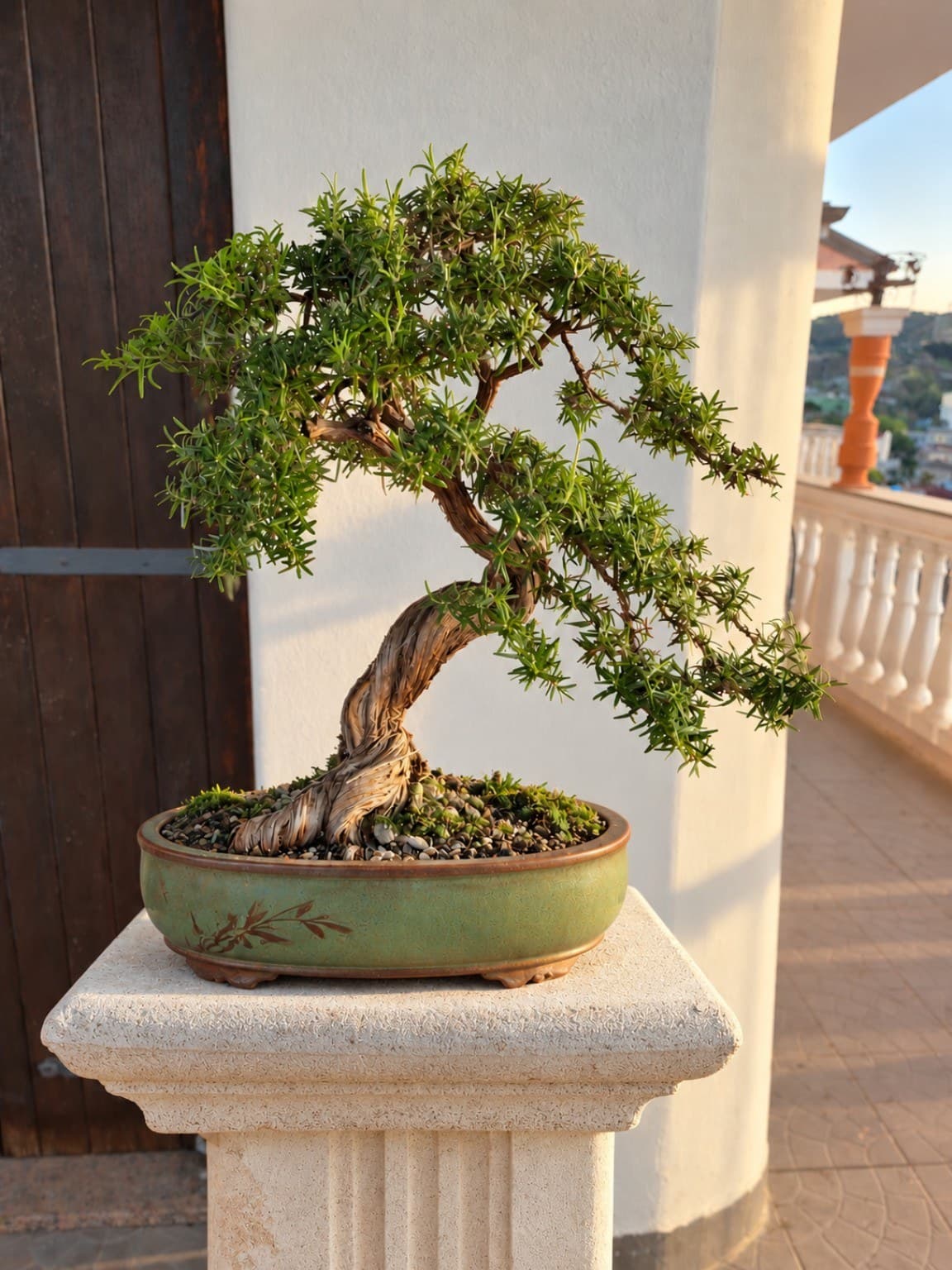 Bonsai of Rosemary — Riccardo 1