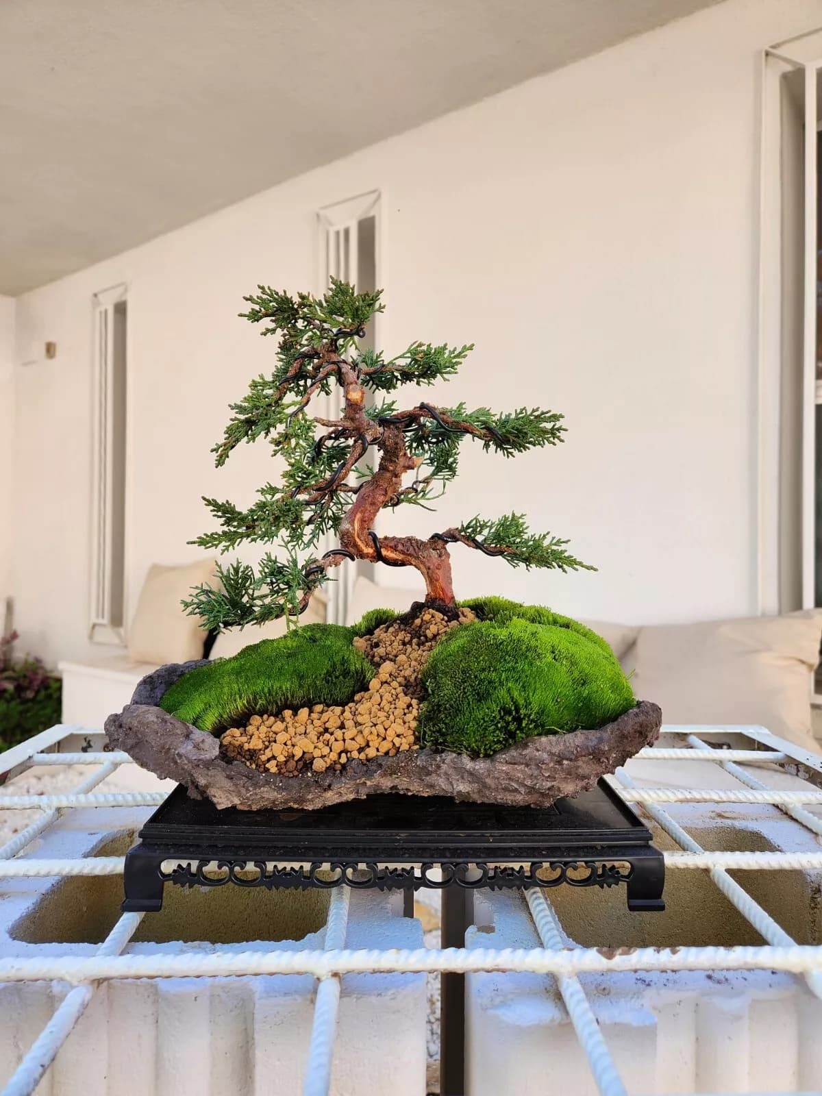 Wacholder-Kishu-Bonsai auf Stein (Höhe 30 cm)