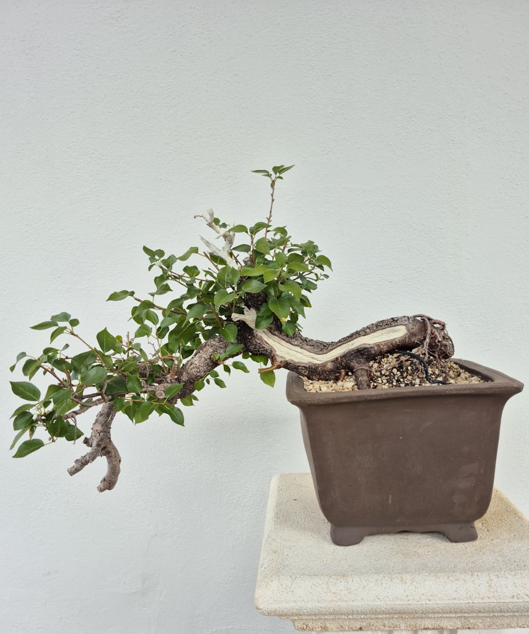 Prunus Bonsai – Höhe (ohne Topf): 32 cm, Breite: 51 cm