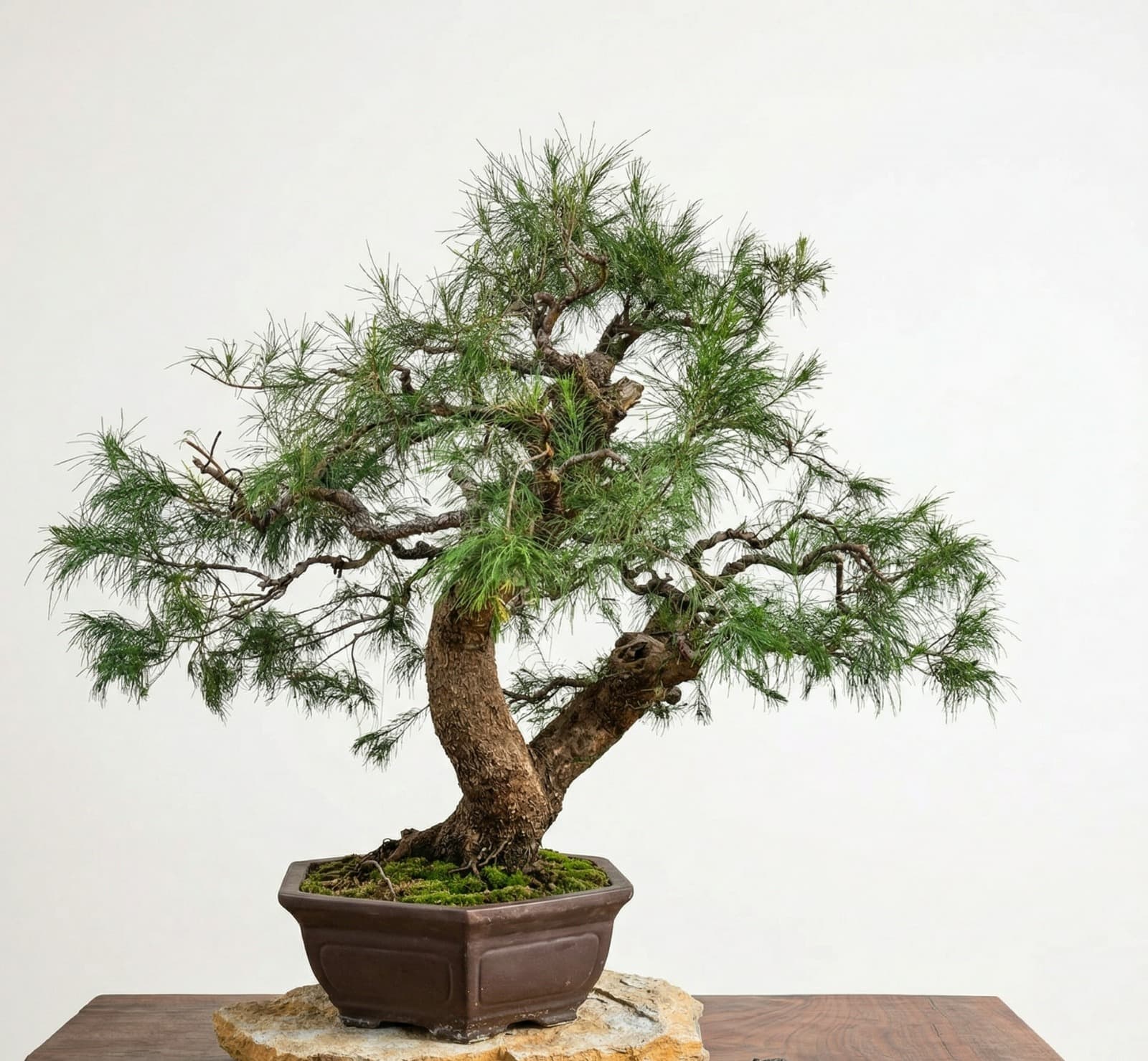 Großer Casuarina-Bonsai (Höhe: 1 m)