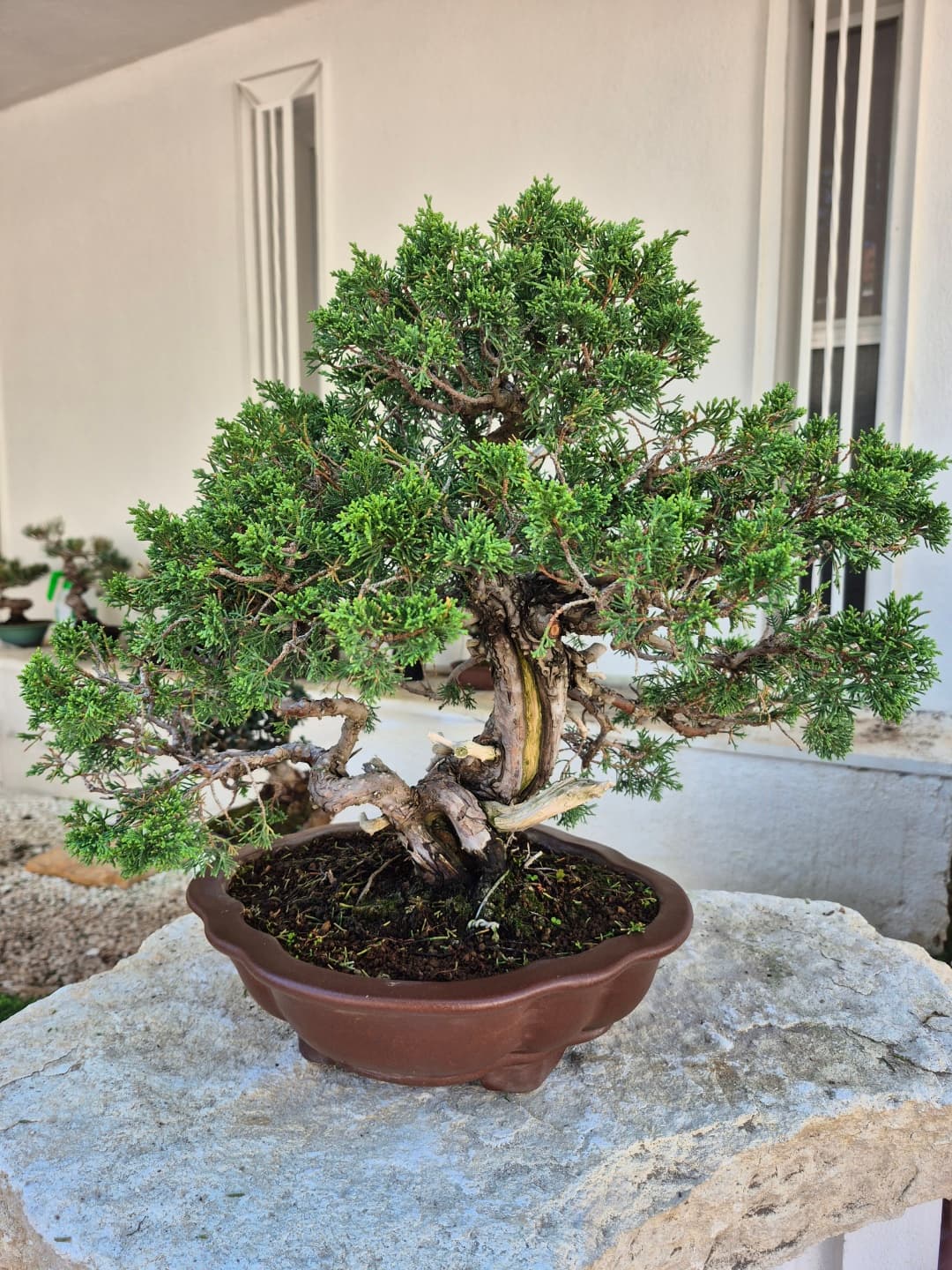 Bonsai von Juniperus chinensis Itoigawa (Höhe: 41 cm)