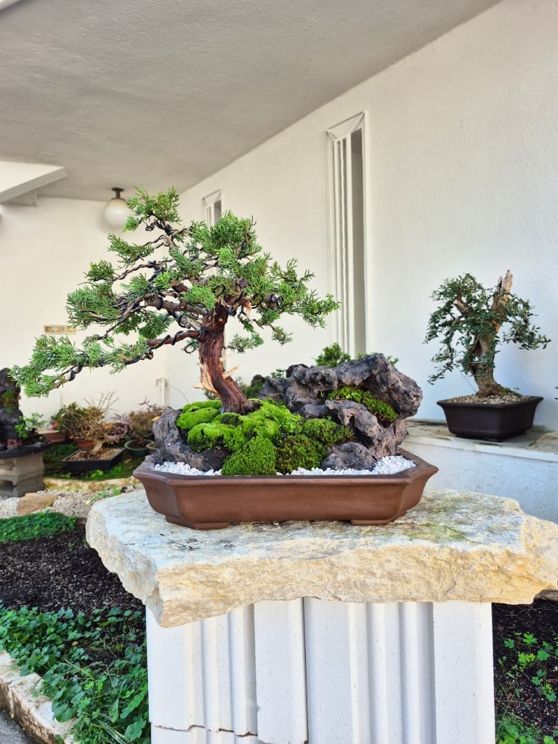 Bonsai von Juniper Itoigawa auf Stein (Höhe: 39 cm ohne Topf)