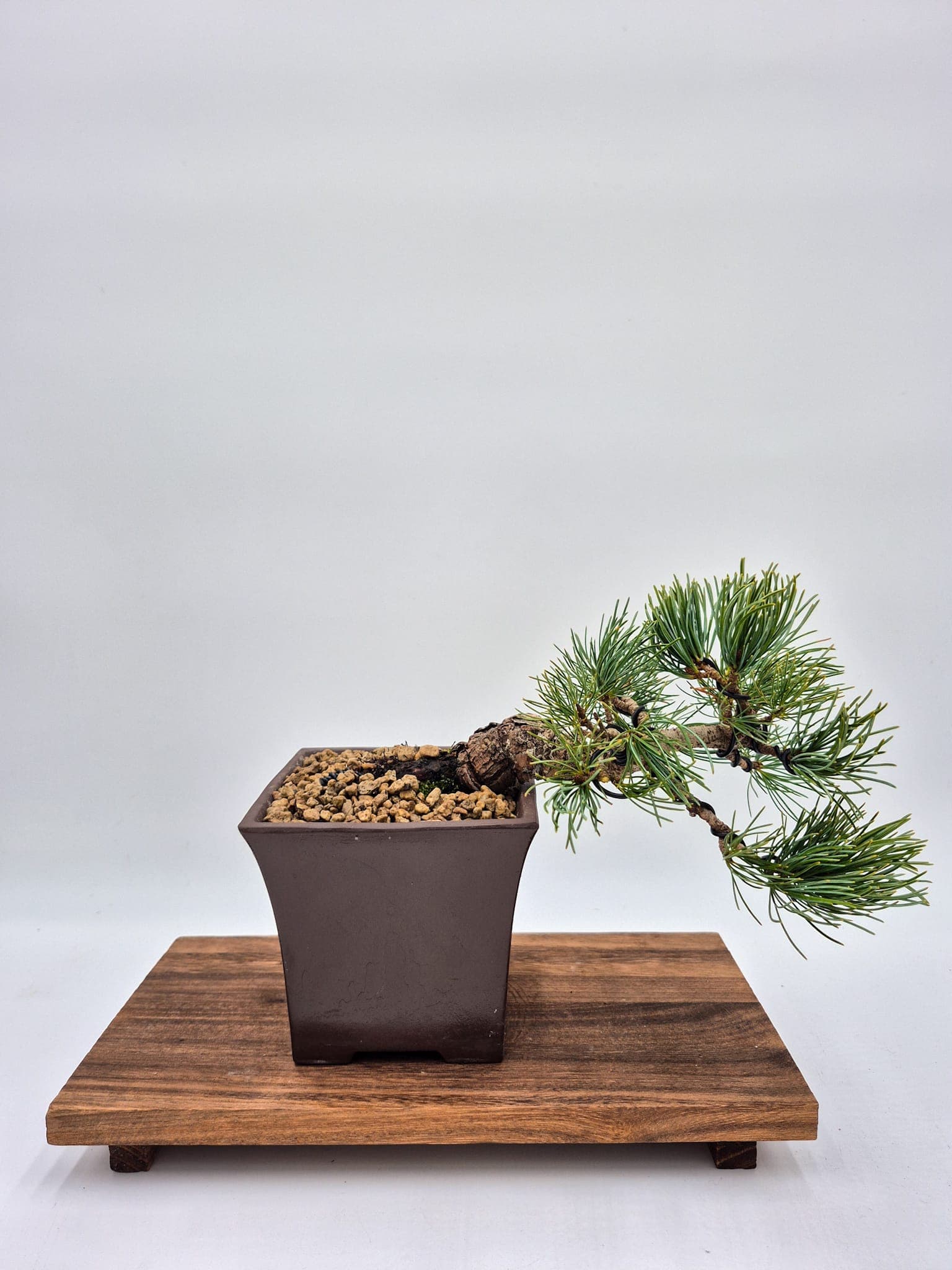 Bonsai aus Pinus Pentaphylla (Höhe: 25 cm)