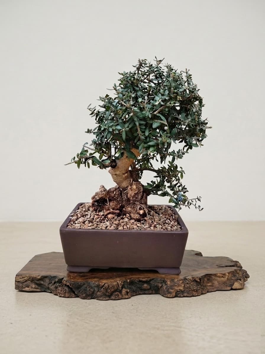 Bonsai der Olea sylvestris