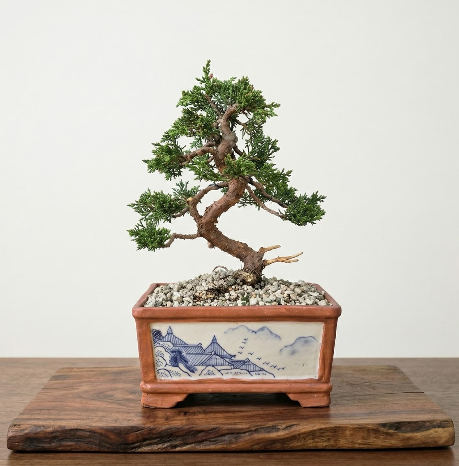 Bonsai aus Wacholder Kishu in handgeschriebenem Topf