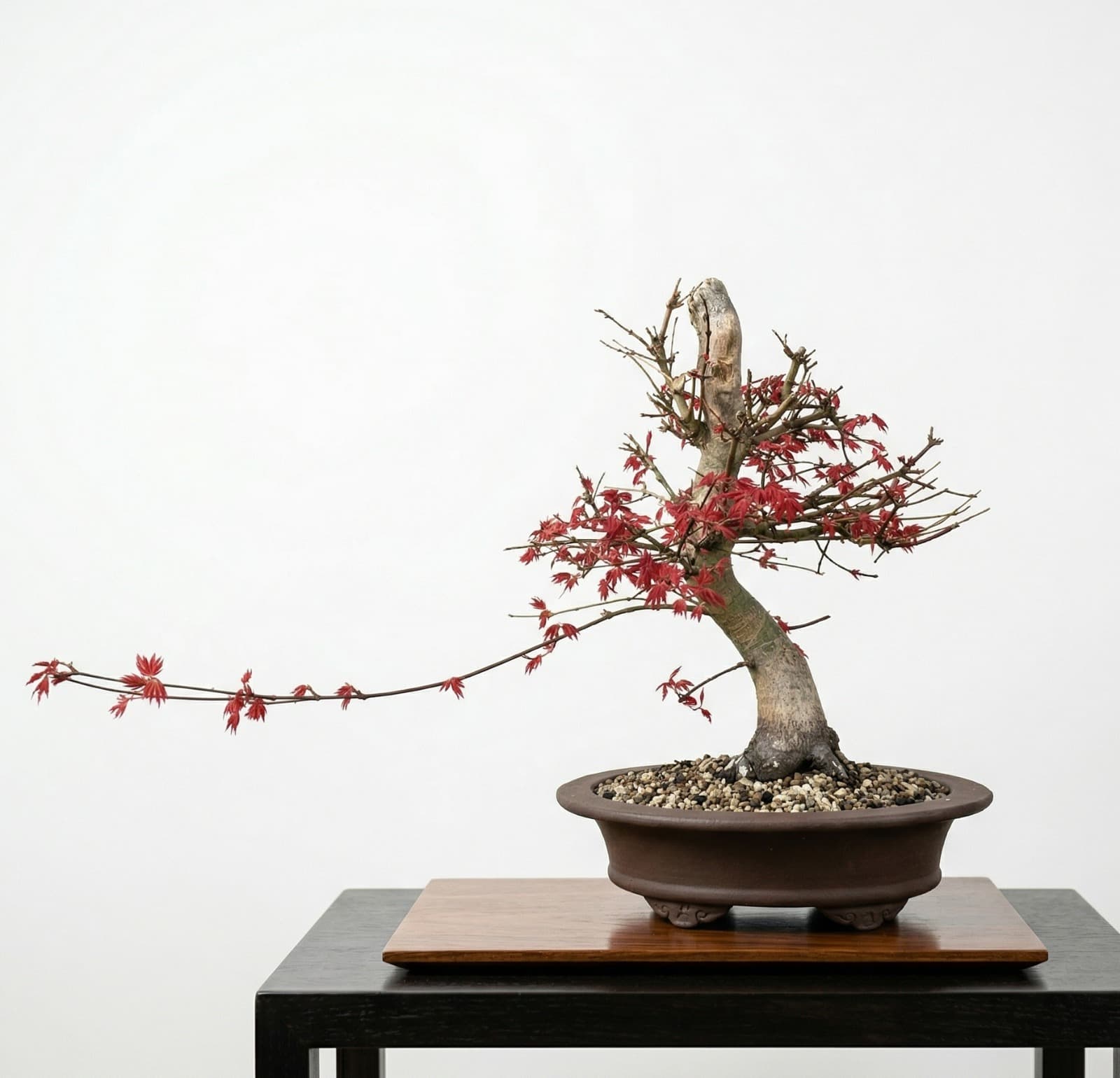 Bonsai aus Acer palmatum 'Deshojo'