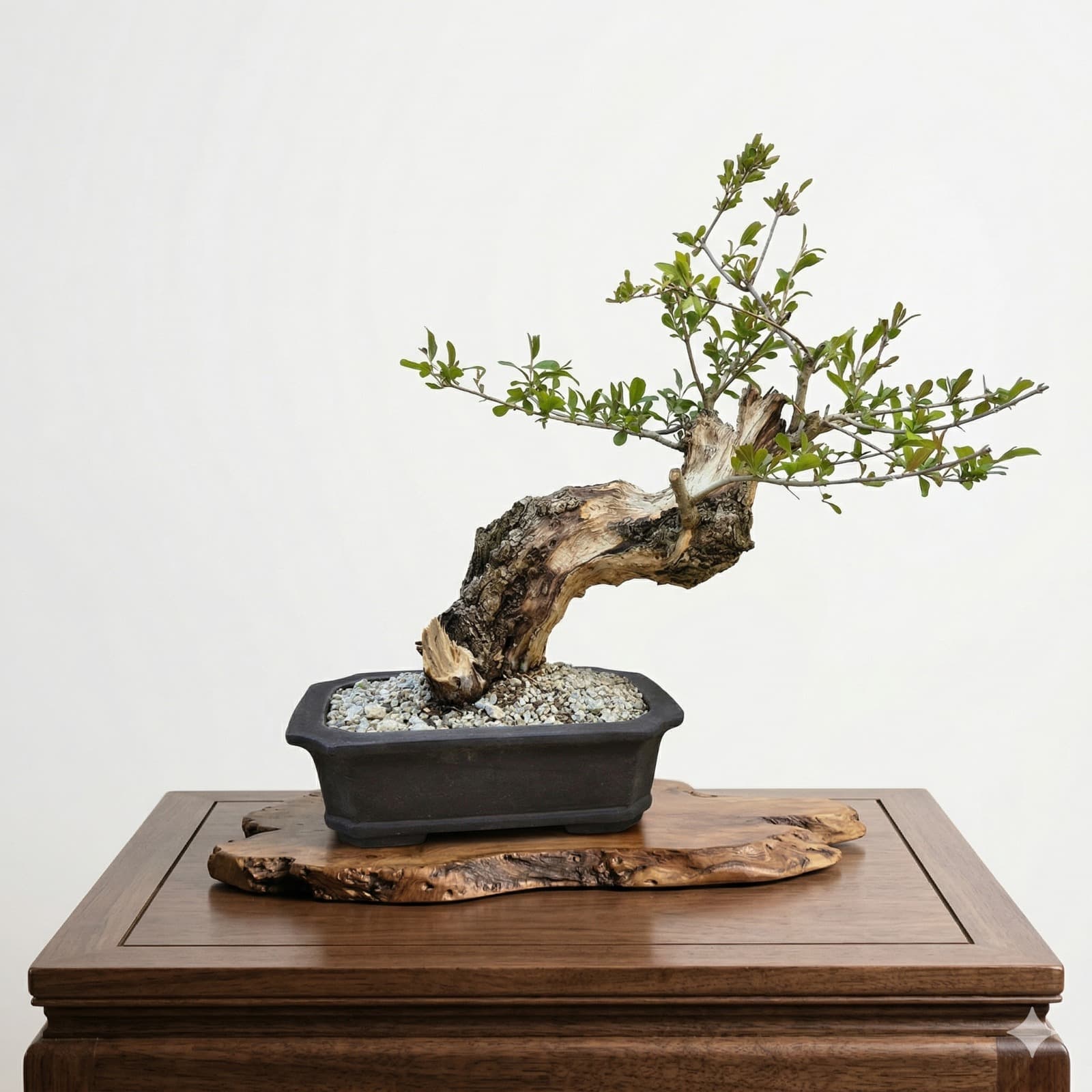 Granatapfel-Bonsai, groß