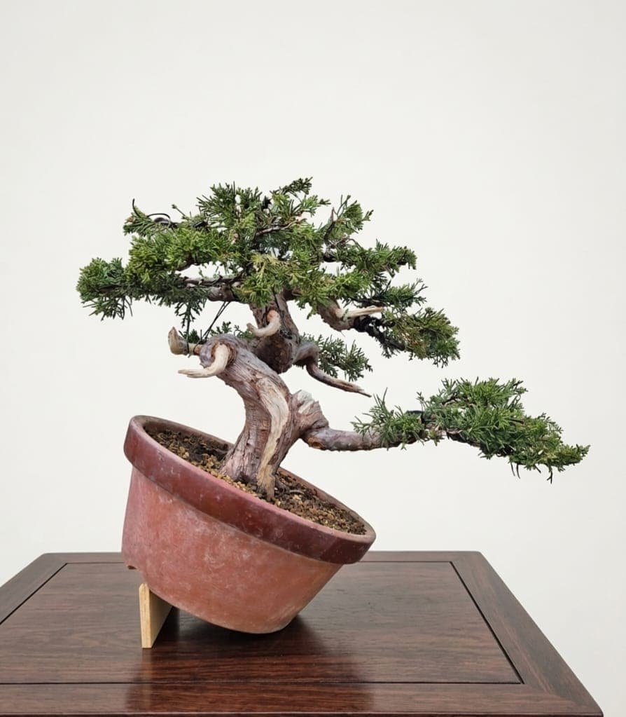 Bonsai aus Wacholder Itoigawa Groß