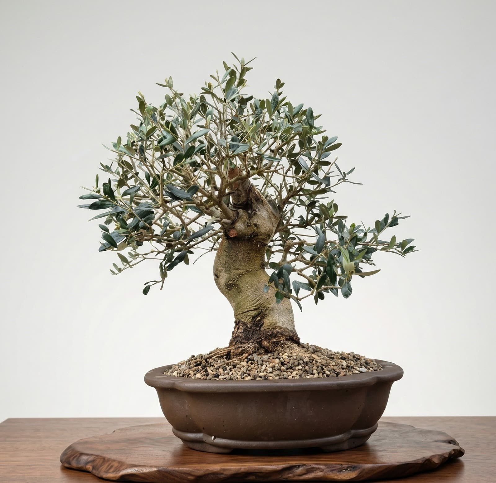 Oliven-Bonsai (Olea)