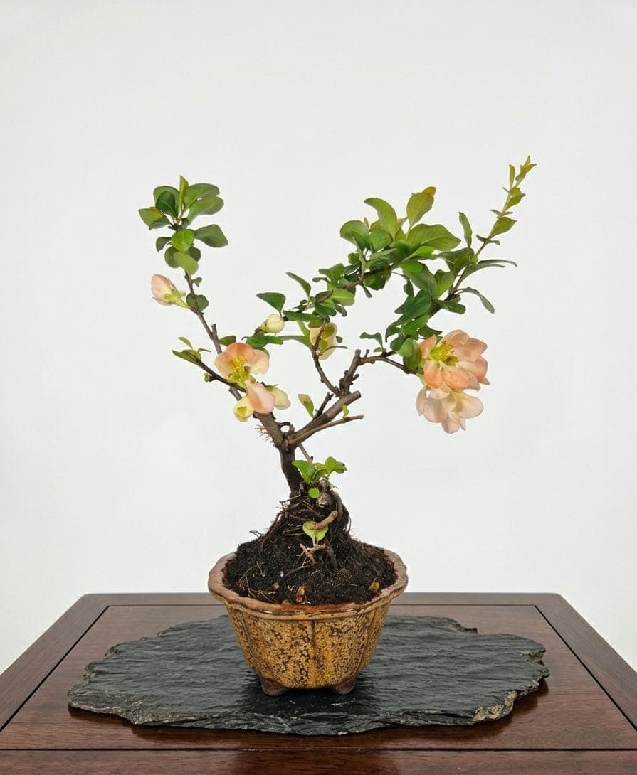 Chaenomeles-Bonsai (Lachs), 10 Jahre alt