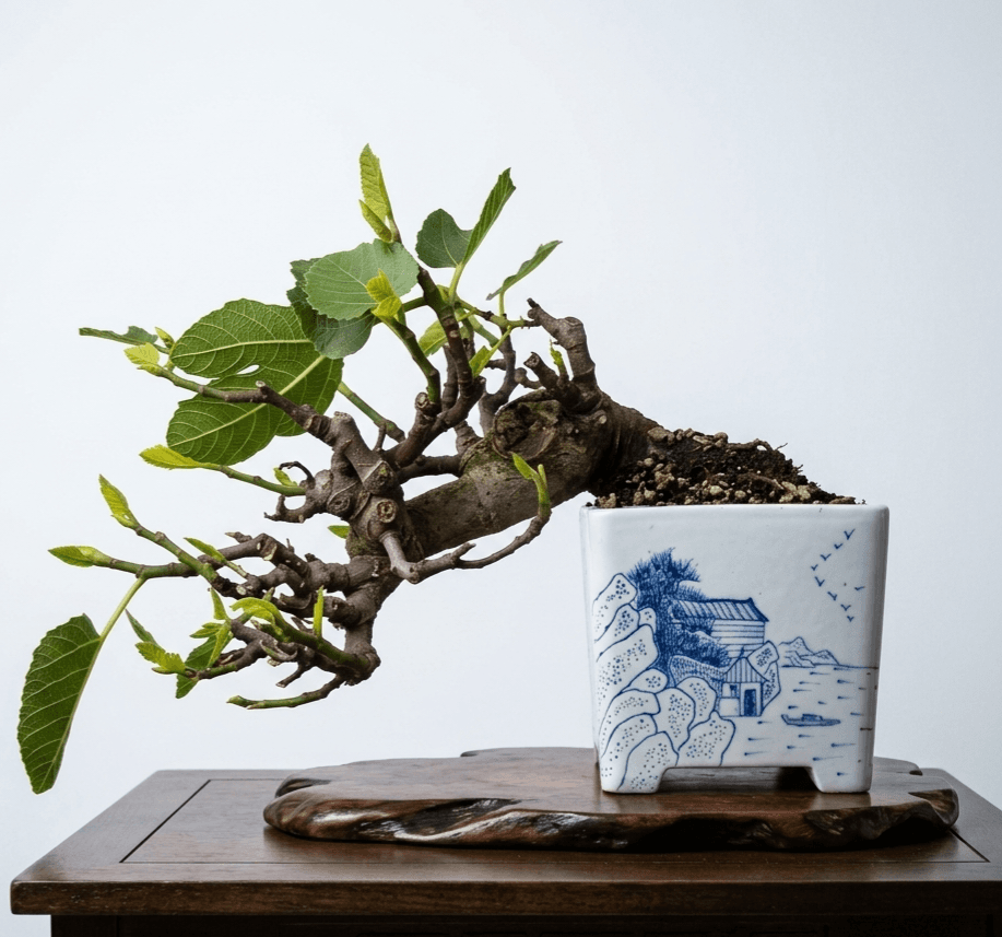 Ficus Retusa Bonsai