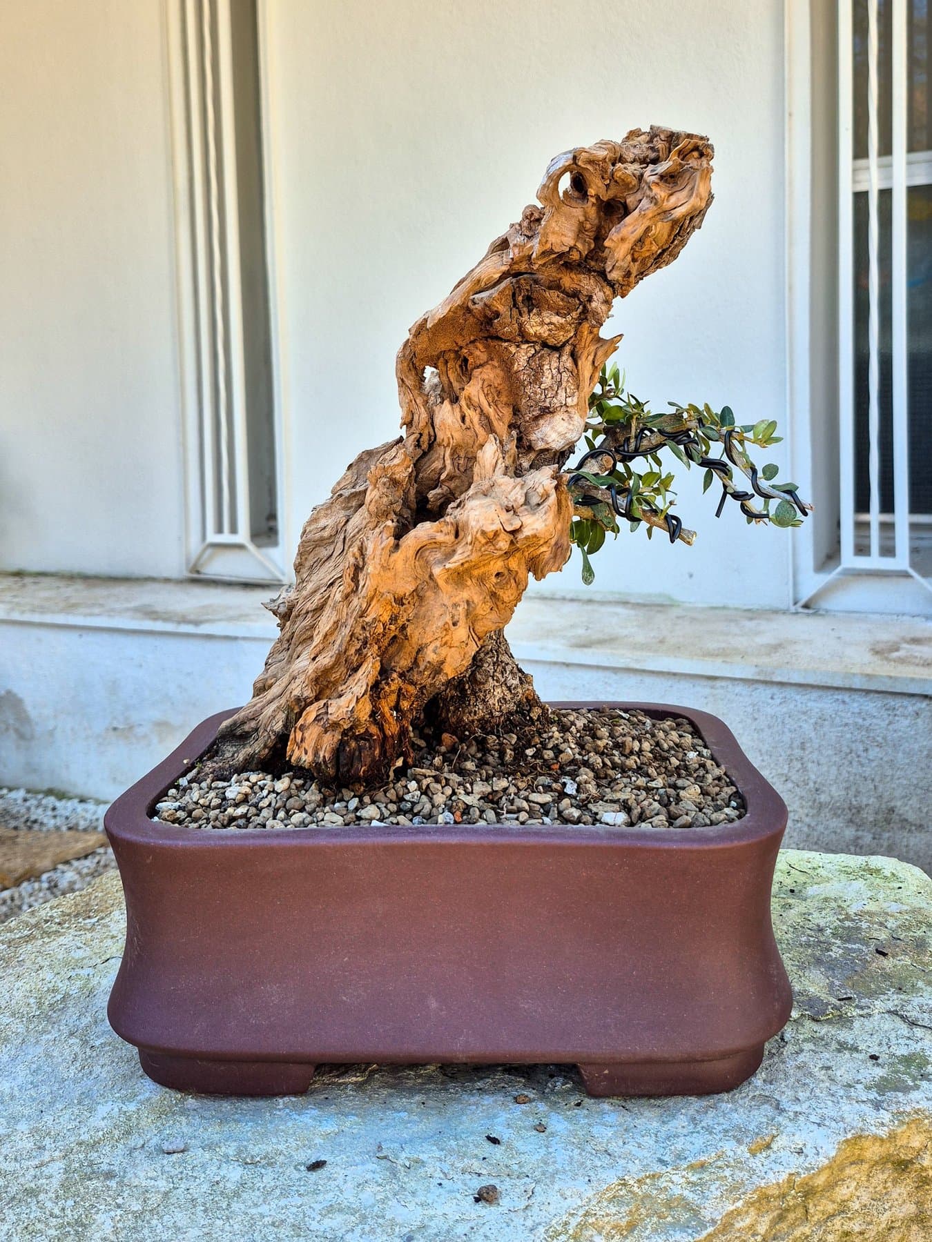 Oliven-Bonsai (Olea) - Sammlerstück