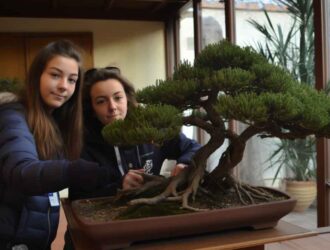 Discovering the Serenity and Beauty of Italian Bonsai A Millennial Art Form