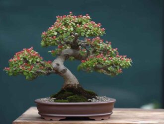 El arte del bonsái Cómo cultivar y podar un manzano bonsái de manera adecuada