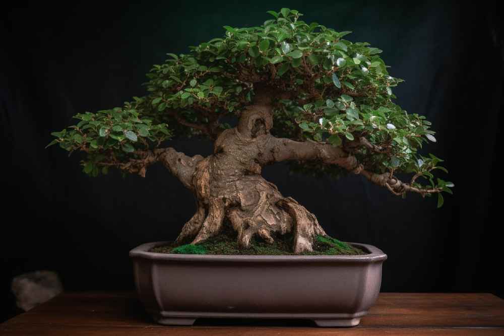 jupiter_bonsai