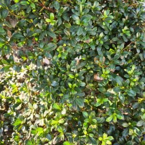 Azalea 4