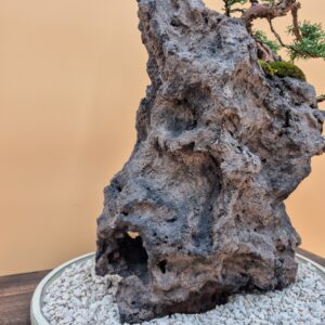 Ishizuki with Kishu juniper 2