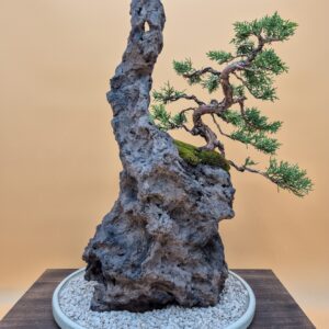Ishizuki with Kishu juniper