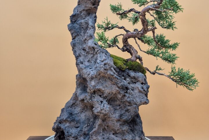 Ishizuki with Kishu juniper