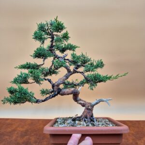 Juniper Itoigawa (20 anni)