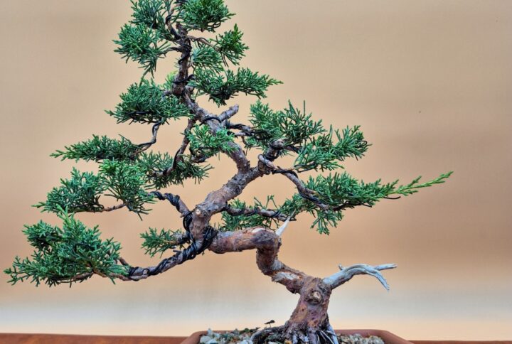 Juniper Itoigawa (20 anni)