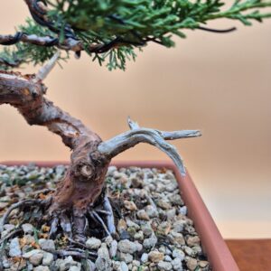 Juniper Itoigawa 2 (20 anni)