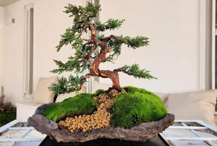 Juniper kishu on stone