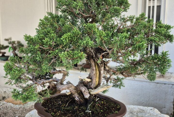 Bonsai of Juniperus Chinensis Itoigawa (height_ 41 cm)